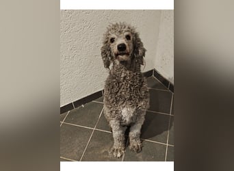 Wunderschöne Königspudel Junghunde