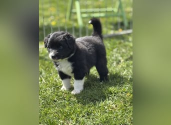 Australian Shepherd Welpen in  Black Bi