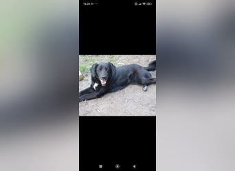 Nika - Mischling aus  Labrador und Spaniel sucht ein echtes Zuhause.