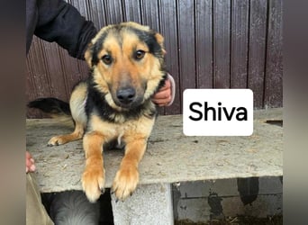 Shiva  sucht Schulter zum Anlehnen
