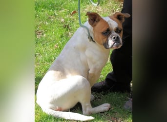 Nereida - Hübsche Bulldoggen-Dame sucht Sportpartner