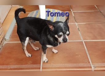 TOMEO