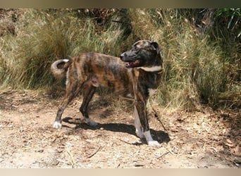 Loki (Spanien) - würde sehr gerne aufs Land ziehen
