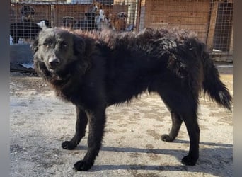 Duke ❤️ aufgeweckter, junger Kroat. Schäferhund-Mix-Bub!