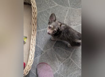 Chihuahua Rüden