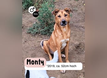 MONTY sucht nach Liebe