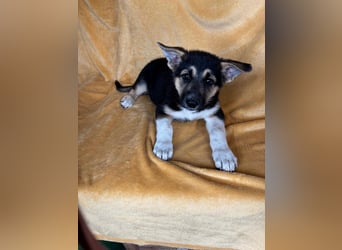 Alfa, ca. Mai 2025 geboren, Schäferhund-Mischling
