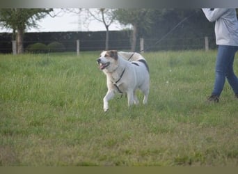 Sharky - Großer gemütlicher Bär sucht Familie zum Liebhaben (47839 Krefeld)