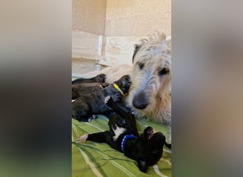 Irish Wolfhound Welpen