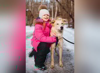 Labrador-Mix Mozart sucht Familie