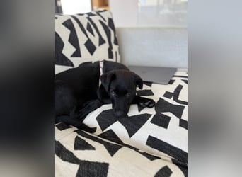 Süßer "Mochi" sucht sein Plätzchen