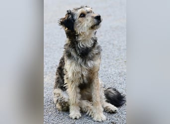 LUISE - fröhliche, verspielte Hündin sucht ihr Glück