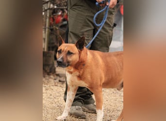 Dingo VA - Langzeitinsasse wartet auf sein Happy-End