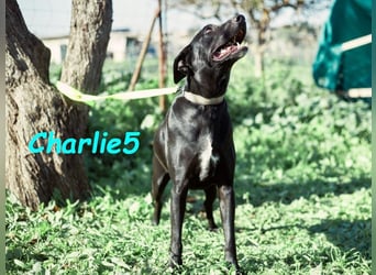 Charlie5 10/2021 (ESP) - verspielter und neugieriger Podenco-Mix hat Lebensfreude im Gepäck!