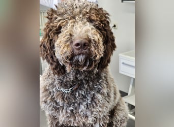 Lagotto Romagnolo welpen