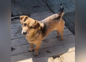 Peaches sucht ihre Familie