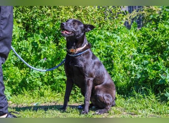 Faustino, Labrador-Mix - freundlich und sozial
