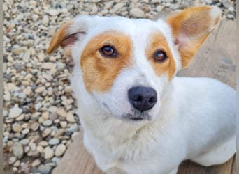 Verspielte GABRIELLA sucht Kuschelpartner fürs Leben