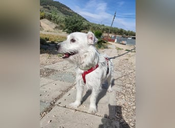 Capitàn, Besitzer ist verstorben