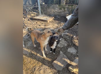 ⭐️KIMBA⭐️, Hündin, 2 Jahre, 45cm, Mischling, Tierschutz