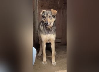 Nadja - fröhliche, aktive, liebe Schäferhund Mix Hündin / z.Zt. noch in Rumänien