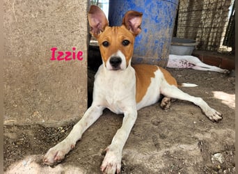 Izzie geb. 02/2025 (ESP) - aufgeschlossene, clevere Bodeguero-Mix Welpin!