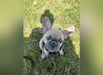 Schmusehund sucht neues liebevolles Zuhause