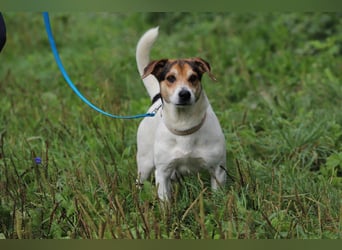 Bub 66J - Wer geht mit mir Spazieren und lehrt mich das Hunde Einmaleins
