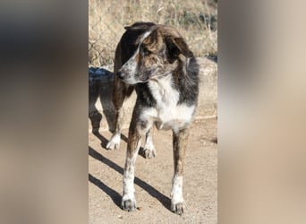 Usta, geb. ca. 06/2022, lebt in GRIECHENLAND, auf einem Gelände, Hunde werden notdürftig versorgt