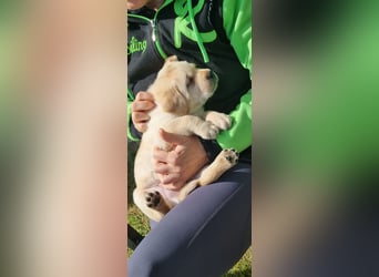 Labrador Welpen mit Ahnentafel, abzugeben ab Mitte /Ende Mai