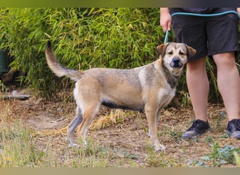 Mya, Mix Schäferhund / Rafeiro Alentejano, lieb und sozial