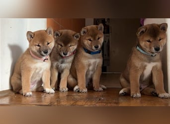 Hervorragender Shiba-Inu-Wurf mit hervorragendem Ausstellungspotenzial