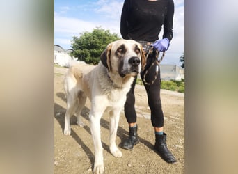 Pancho, ein zarter großer Rüde