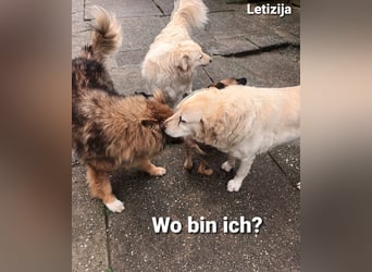 Letizija - Malinois Mix sucht passende Erziehungsberechtigte