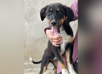 Fraya, geb. ca. 01/2025, lebt in GRIECHENLAND, im städt. Tierheim Serres