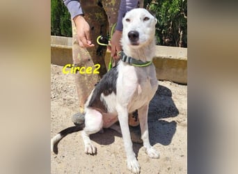 Circe2 geb. 06/2022 (ESP) - verschmuste und soziale, wunderschöne Podenco-Bodeguero Mix Hündin!
