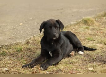 Hübscher Fido sucht seine Familie