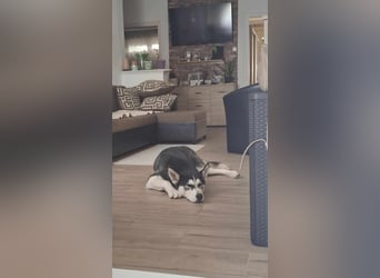 Mex, 2 Jahre jung, 55 cm, möchte viel erleben