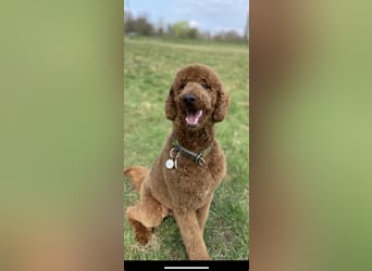 Goldendoodle F1bb Welpen -Liebevoll aufgezogen!