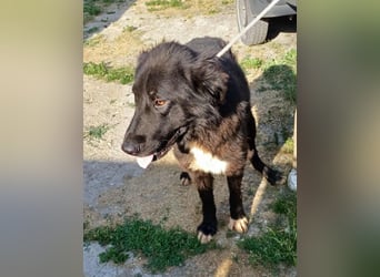 Paul - ein Ausnahmehund