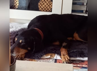 Belinda auf Pflegestelle in 41363 Jüchen