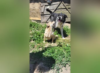 Anfängerhündin ENYA sucht ihr zu Hause