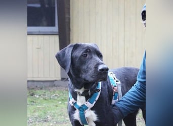 Sam, Dogge-Retriever-Mix, geb. 2023, junger, lieber Rüde leidet sehr im Tierheim!