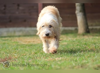 Goldy, goldiges Hundemädchen sucht ein Zuhause