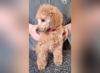 Zuckersüsser Kleinpudel Welpe - Hündin fawn/apricot
