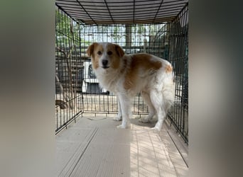 ENFY, Rüde, 1,5 Jahre, 38 cm, Mischling, Tierschutz