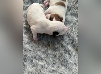 Rüde Schwarz weiß Parson Russell Terrier Welpen Bild und Video neu