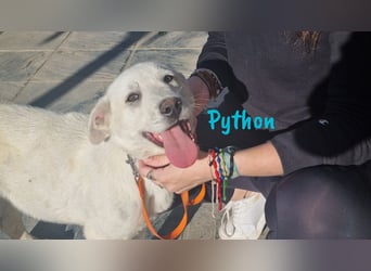 Python 10/2023 (ESP Pflegestelle) - verspielter und menschenbezogener Junghund!