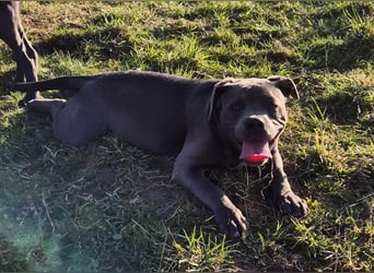 Süße Labradorwalmaraner/ American bully (pocket) Mix