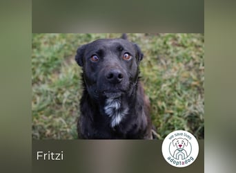 Fritzi: sucht dich!